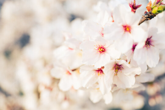 【春】ソメイヨシノの桜の花