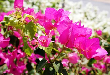 Bright pink bougainvillea flowers close up. 