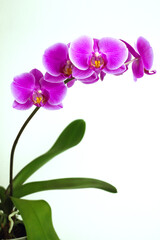 Fototapeta na wymiar Purple Phalaenopsis orchid on a white background. Close-up.