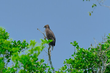 Changeable hawk-Eagle