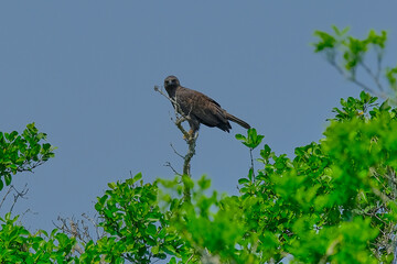 Changeable hawk-Eagle