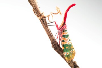Lantern bug or Lantern fly on branch of tree. Pyrops Candelaria, in high definition on white background