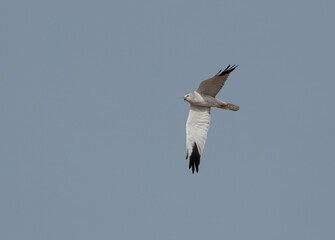 Pallid harrier in flight at Hamala, Bahrain