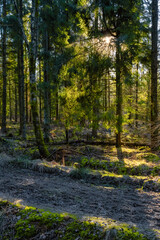 A forest path in beautiful early morning light. Green moss on the ground. Picture from Eslov, Sweden