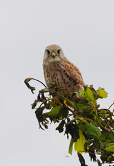 Common Kestrel (Falco tinnunculus) sitting on a tree