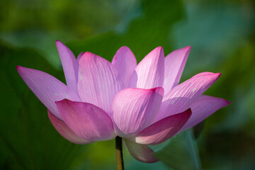 lotus and leaf