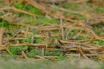 Paddyfield Pipit