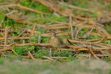 Paddyfield Pipit