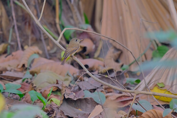 Brown-breasted flycatcher
