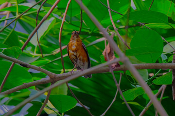 Orange-headed thrush