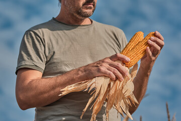Farmer holding harvested corn on the cob in agricultural field