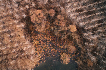 Top view of swampy forest from drone pov