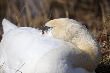 A Mute Swan (cygnus olor) in the Ziegeleipark, Heilbronn, Germany, Europe