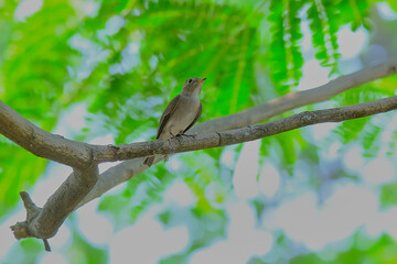 Fototapeta premium Asian Brown flycatcher
