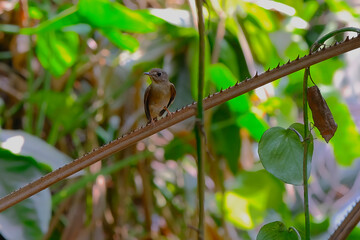 Brown-breasted flycatcher