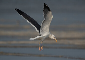 Lesser Black-backed Gull in flight at Busaiteen coast, Bahrain