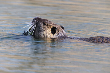 Nutria (myocastor coypus) in a Park, Heilbronn, Germany