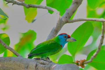 Blue-throated Barbet
