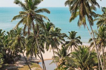 Fototapeta na wymiar Coconut palm trees at tropical coast. Beautiful vacation summer background.