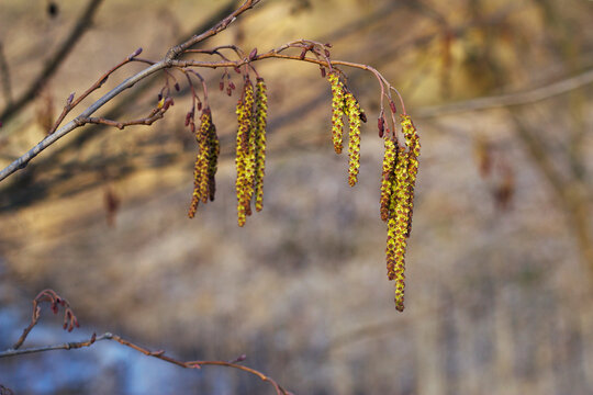 Alder tree blooming twig. Nature seasonal background in the park with water. Spring long catkins close up with unfocused branches silhouettes. Pollen allergy starting. Copy space for text.
