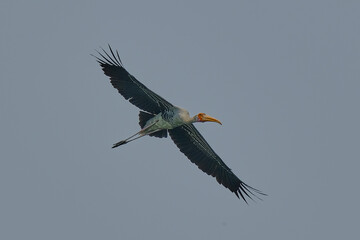 Painted Stork