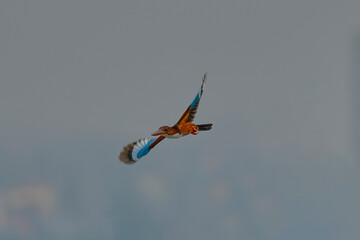 White-throated Kingfisher