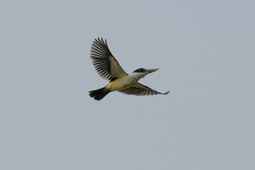 Collared Kingfisher