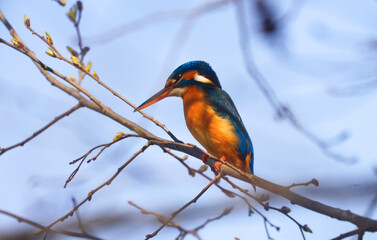 A Common Kingfischer (alcedo atthis) in the Reed, Heilbronn, Germany