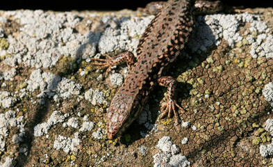 Wall Lizard at a wall, Wartberg, Heilbronn, Germany, Europe