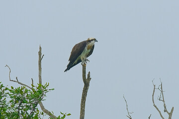 Osprey