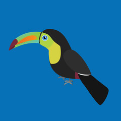 
An illustration of a Keel billed . The single bird is placed on a blue background.