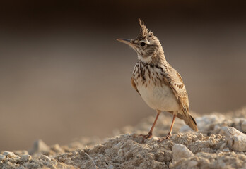 Crested Lark at perched on mound, Bahrain