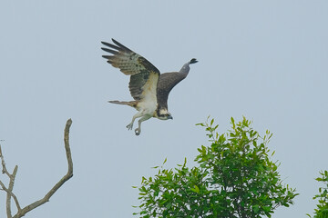 Osprey