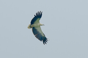 White-bellied Sea-Eagle