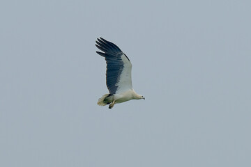 White-bellied Sea-Eagle