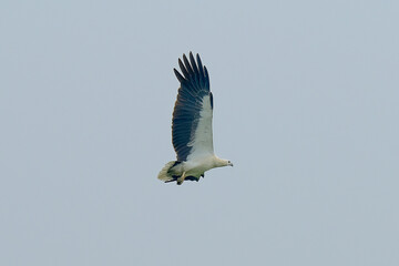 White-bellied Sea-Eagle