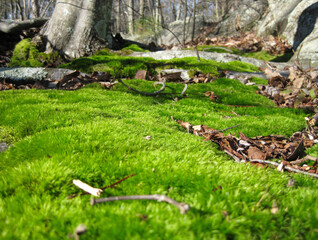 Green Moss on the forest floor in autumn.