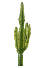 cactus isolated include clipping path on white background