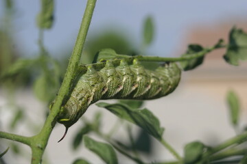 Tomato Hornworm Caterpillar on Tomato Plant Stem Quiet and Camouflaged to Evade Predators