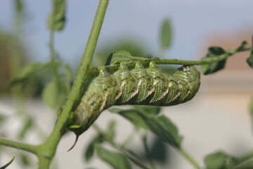 Tomato Hornworm Caterpillar on Tomato Plant Stem