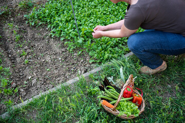 Friendly adult woman in her home garden while harvesting rocket salad with some leaves in her hand - Concept of ecology, sustainability and sharing in social spaces - 424476413