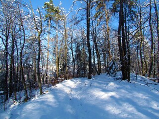 Deciduouss, temperate, broadleaf forest in winter