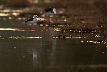 Black-winged Stilt a backlit image, Hamala , Bahrain