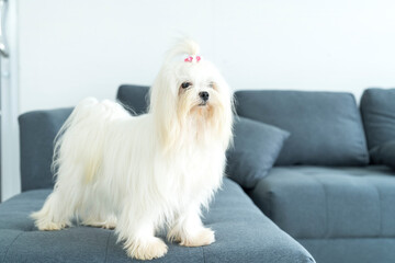 The white-haired Maltese is standing on the sofa in the living room.
