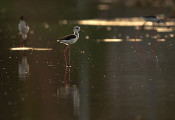 Black-winged Stilts and reflection on water at Hamala , Bahrain