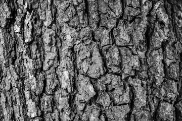 Close up of wood surface for texture background  