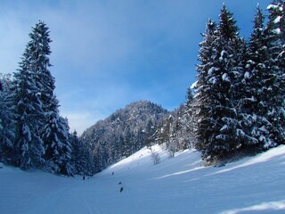 Valley surrounded by forest with tall spruce trees in winter and a hill behind in Slovenia