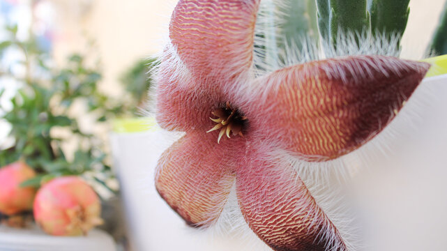 natural stapelia gigantea cactus flower photo