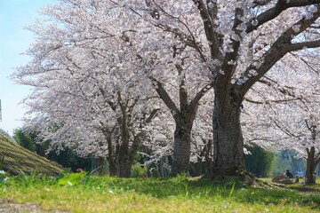 Naklejka premium 雑草と桜