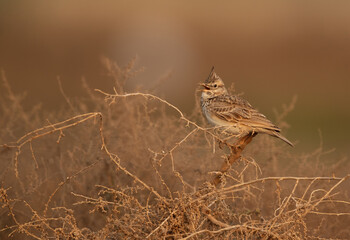 Crested Lark calling while sitting on a bush, Bahrain